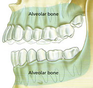 Diagram of Alveolar bone in human head.